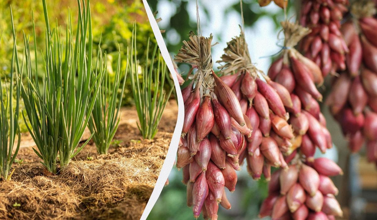 Фото новини