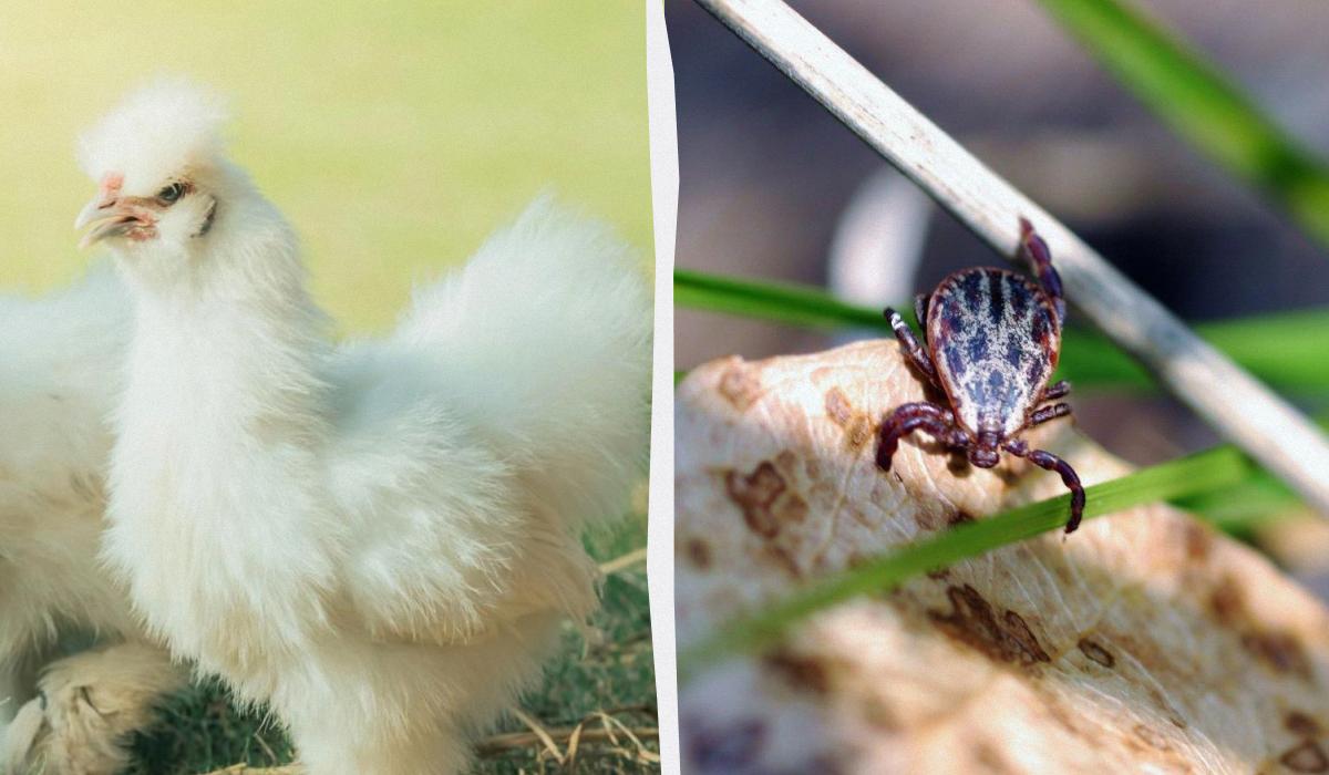 Фото новини