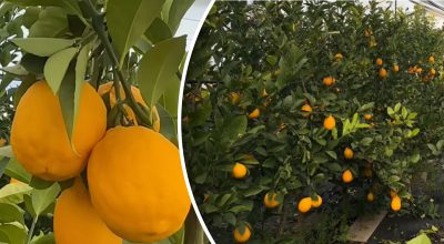 Фото новини