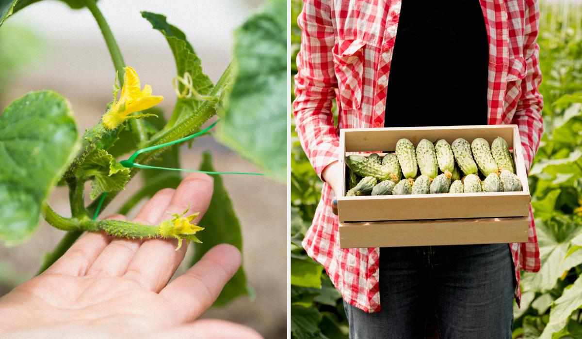 Фото новини