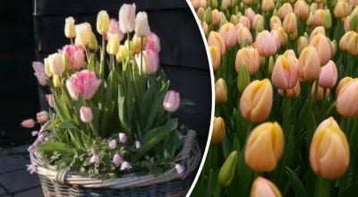 Фото новини