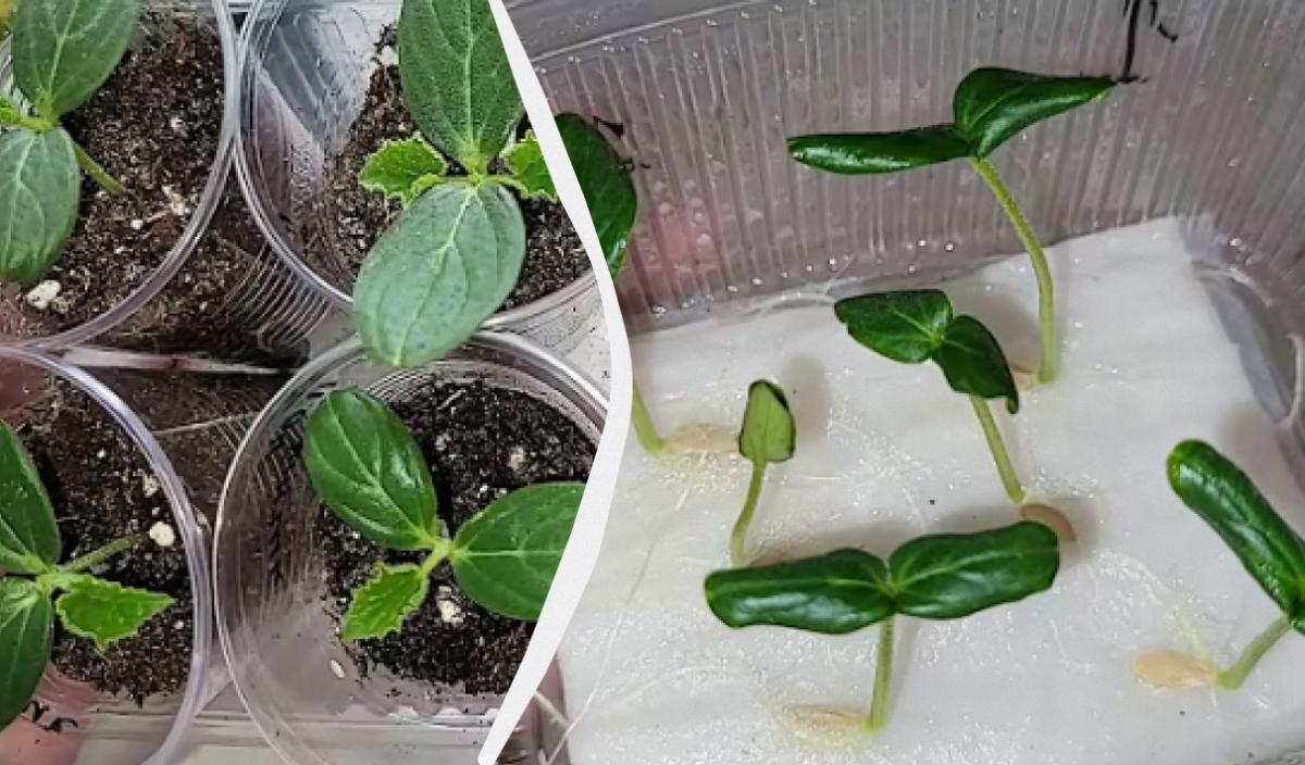 Фото новини