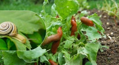 Фото новини