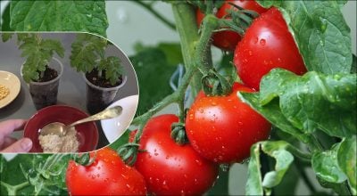 Фото новини