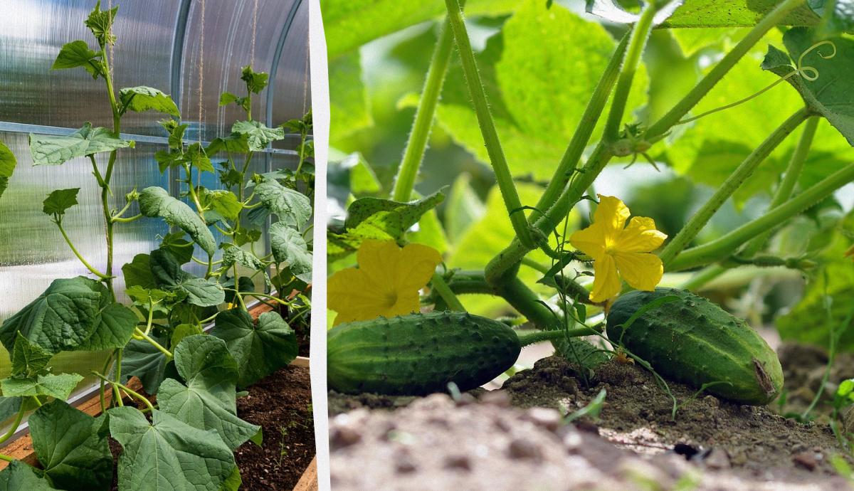 Фото новини