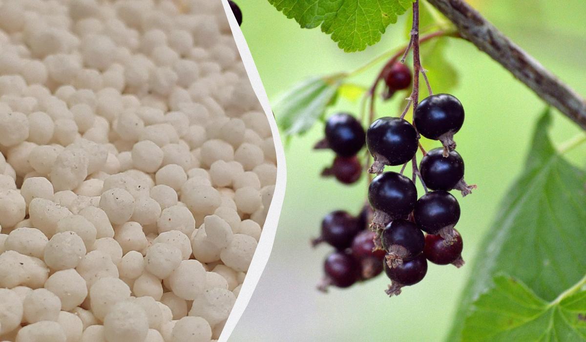 Фото новини