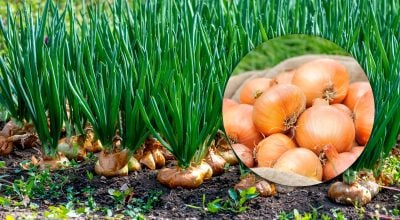 Фото новини