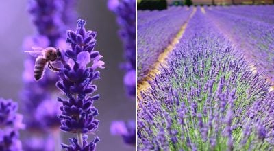 Фото новини