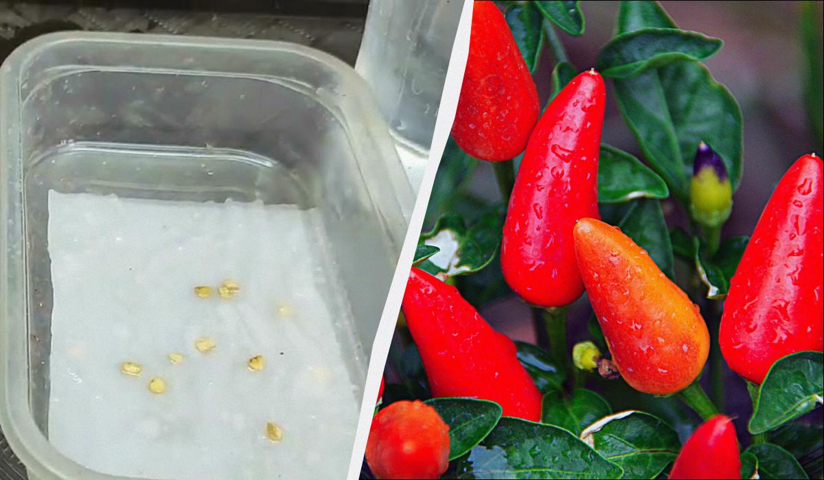 Фото новини