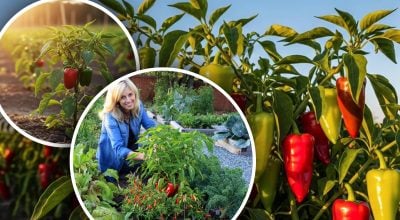 Фото новини