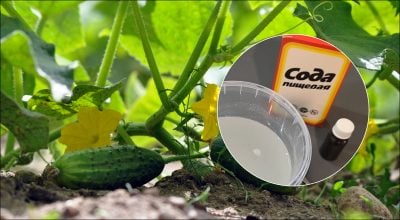 Фото новини