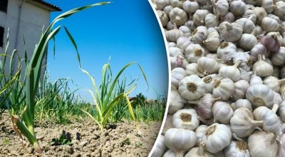 Фото новини