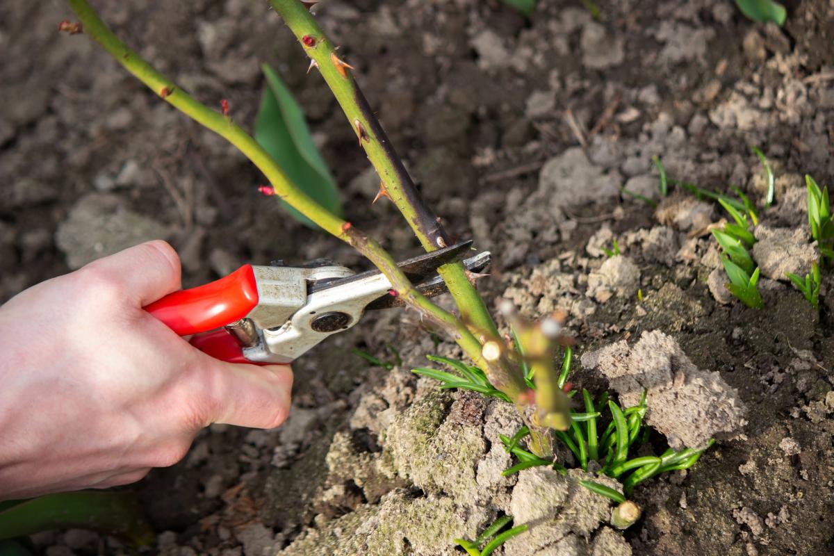 Фото новини