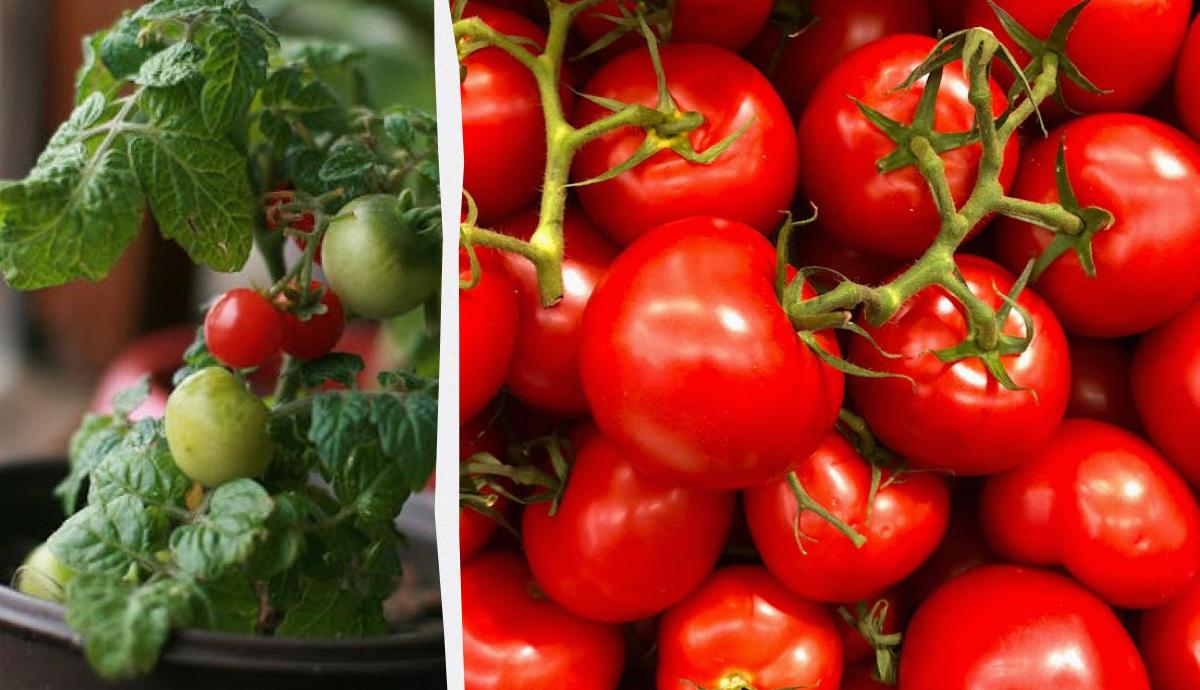 Фото новини