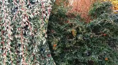 Фото новини