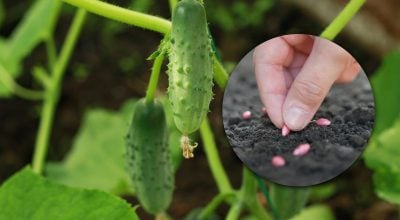 Фото новини