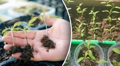 Фото новини