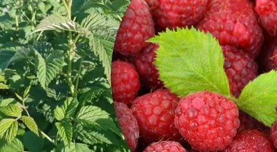 Фото новини