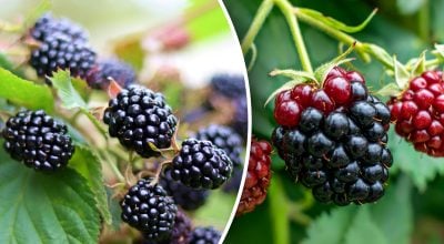 Фото новини