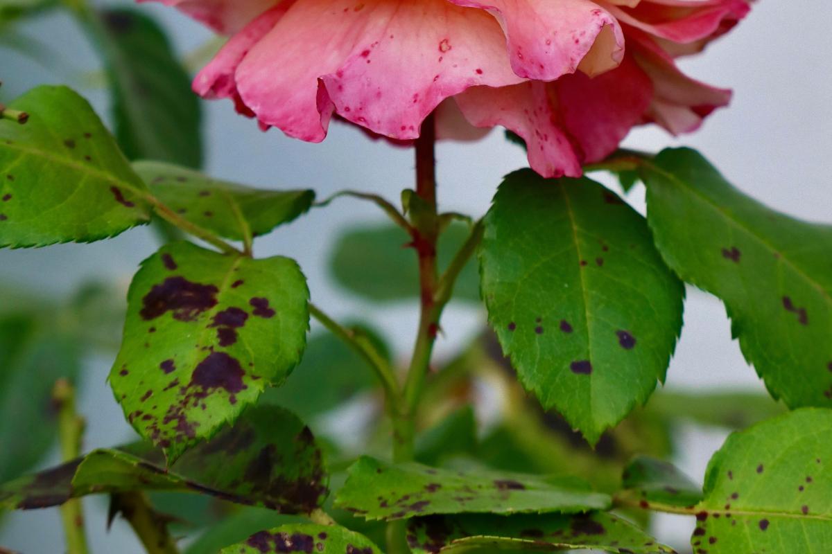 Фото новини