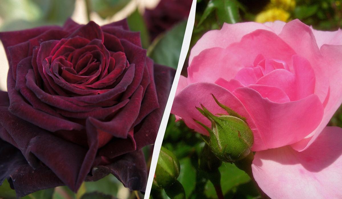 Фото новини