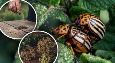 Фото новини