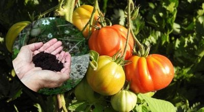 Фото новини