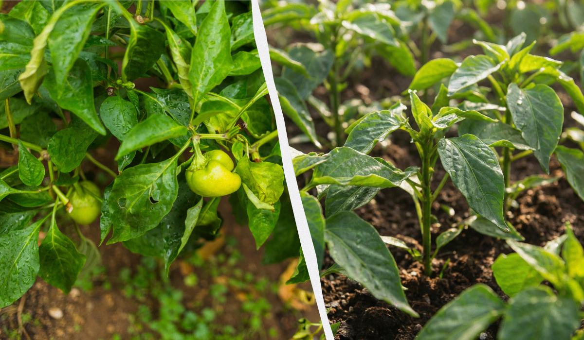 Фото новини