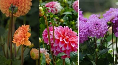 Фото новини