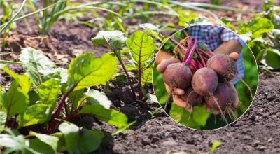 Фото новини