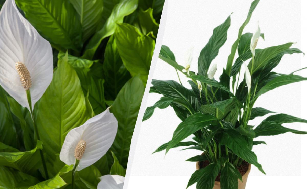 Фото новини