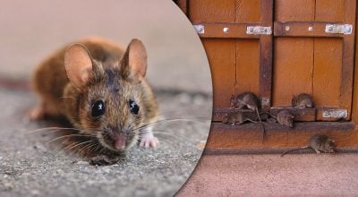 Фото новини