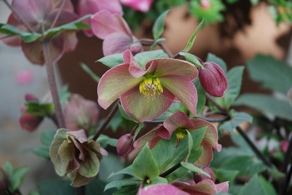 Фото новини