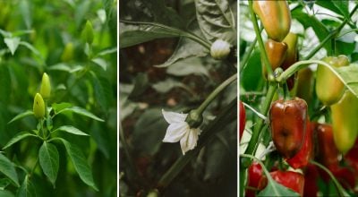 Фото новини