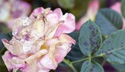 Фото новини