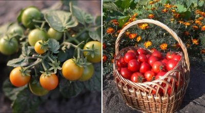Фото новини