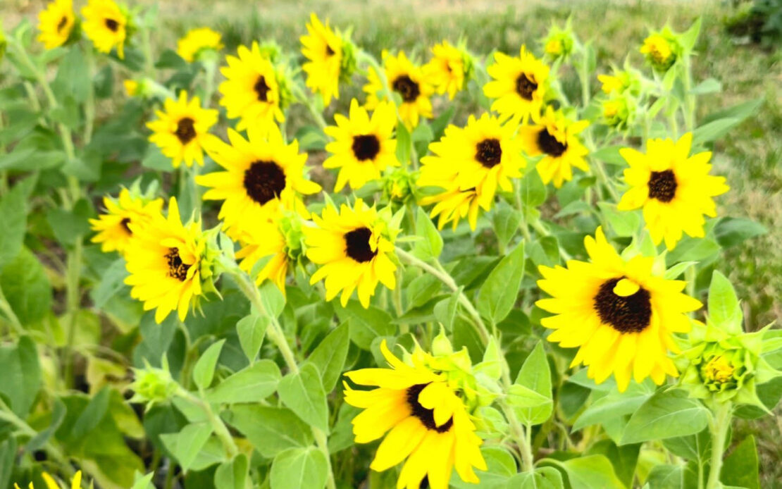 Фото новини