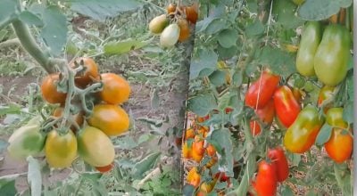 Фото новини
