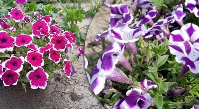 Фото новини