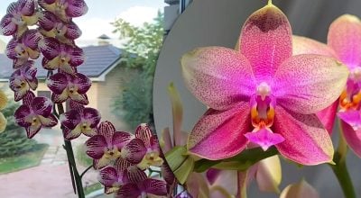 Фото новини