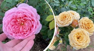 Фото новини